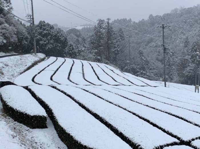 和束町茶畑